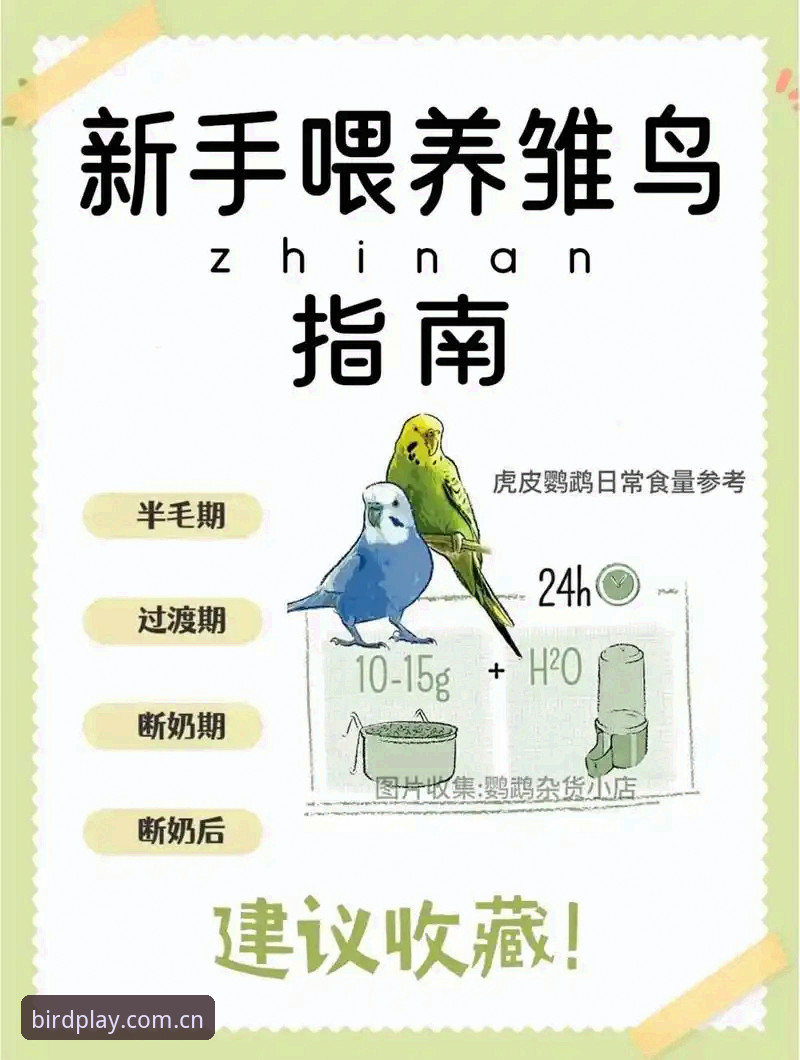 小鸟赛事数据教程：从入门到精通的完整操作指南