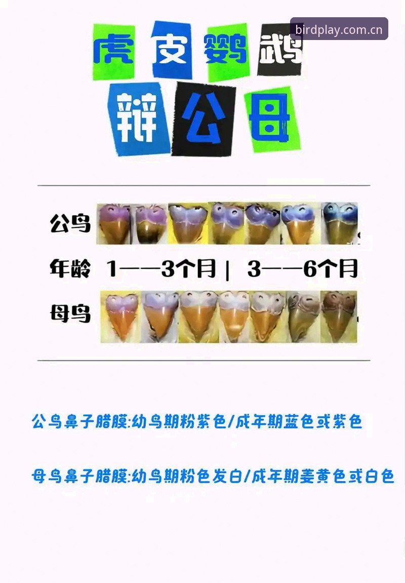 小鸟注册对比 5个关键点解读小鸟注册对比,帮你快速搞懂哪个版本更适合你