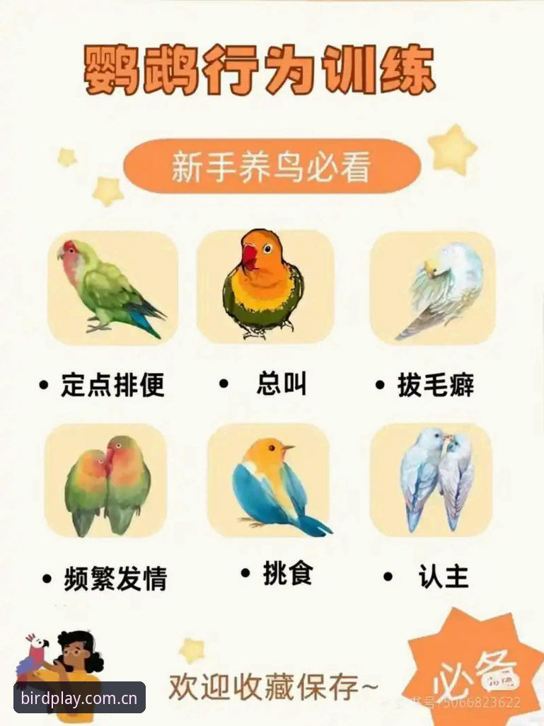 小鸟好不好用使用指南 7个步骤掌握小鸟好不好用使用指南 - 新手快速上手必看技巧